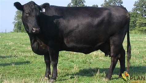 Angus cattle are a breed of British origin, coming from the northwest ...