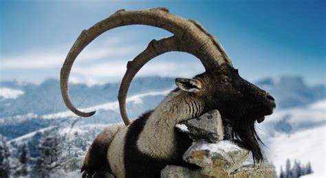 Types of Goats - Bezoar Ibex | Goats, Types of goats, Ibex