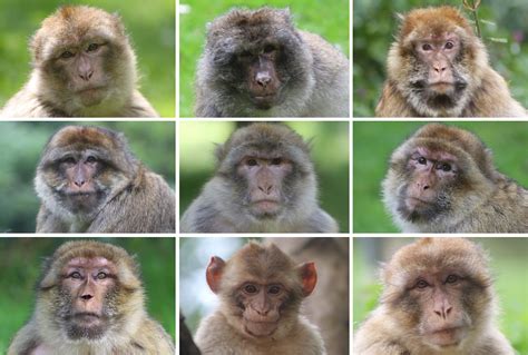 140 Monkey Faces: Testing how monkeys think about their social world – Dispatches from the Field