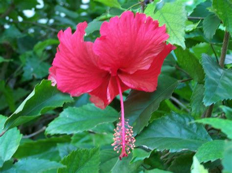 Caribbean Missions: Beautiful Flowers of the Island