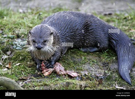 River otter eating Stock Photo - Alamy