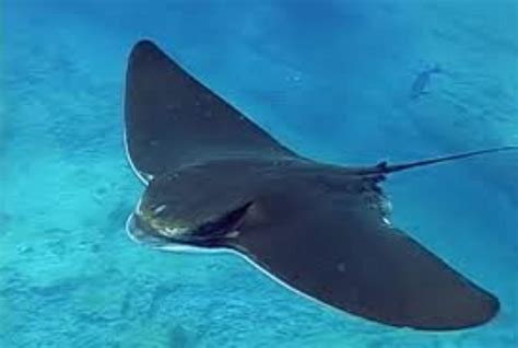 Bat Eagle Ray Information and Picture | Sea Animals