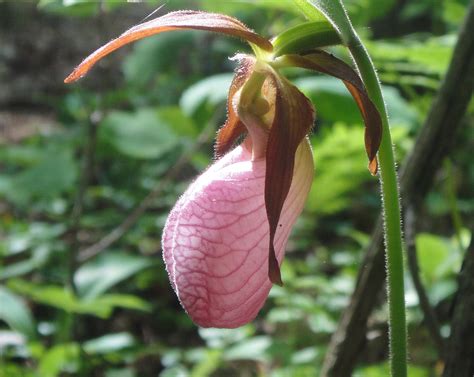 Free photo: Lady Slipper Orchid - Bloom, Blossom, Flower - Free ...