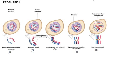 Meiosis 1 Prophase Stages