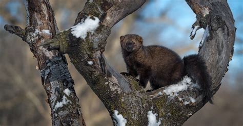 What Do Fisher Cats Eat?