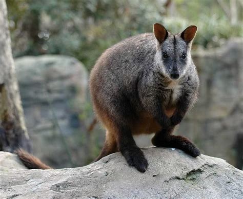 Brush tailed rock wallaby - Alchetron, the free social encyclopedia