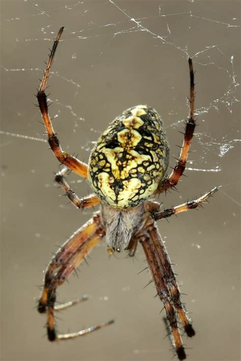 Nature's Archive Blog: Orb Weaver Spiders