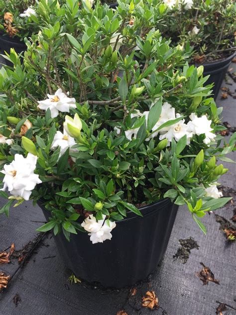 Dwarf Gardenia Radican Radican Gardenia - Etsy