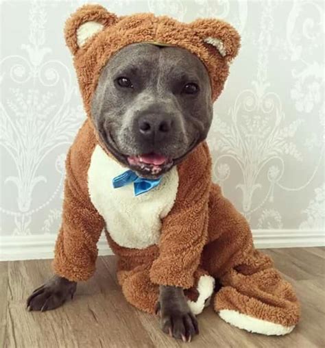 ☺☺😊😊 | Puppies in pajamas, Pittbull dog, Dog halloween costumes