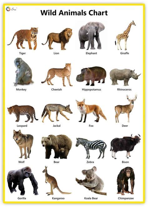 23 Best zoo animals names list ideas | animals name list, animals name in english, zoo animals names