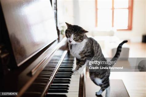 149 Cats Playing Piano Stock Photos, High-Res Pictures, and Images - Getty Images