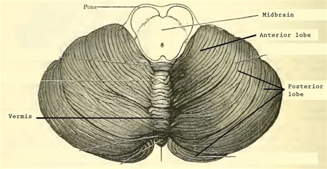 Cerebellum | Anatomy