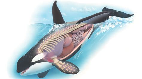 Orcas: Facts about killer whales | Live Science