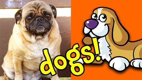 Dogs! Ultimate Dog Facts and Interactive Dog Games for Kids - YouTube