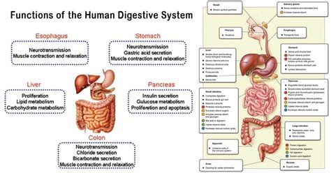 Describe the Job of the Digestive System - Deshawn-has-Romero