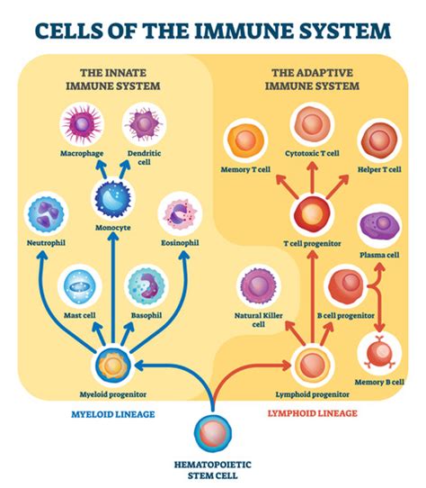 Reiki and Your Immune System by Reiki master Pamela Miles