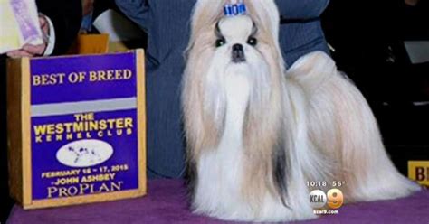 Patty Hearst's Shih Tzu Competes Fur The Win At Westminster Dog Show - CBS Los Angeles