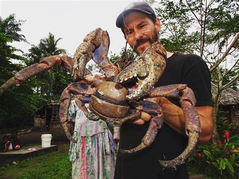 Giant Coconut Crabs Edible