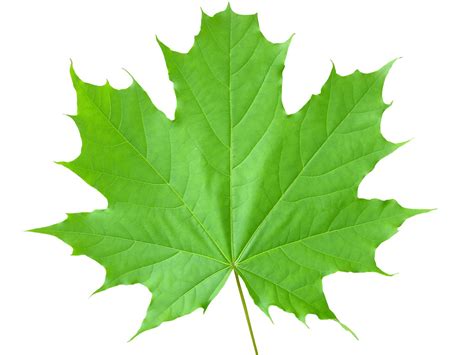 Maple leaf Free Photo Download | FreeImages