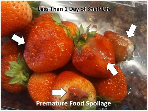 Food Spoilage: The Impact On Your Business - Zest Labs