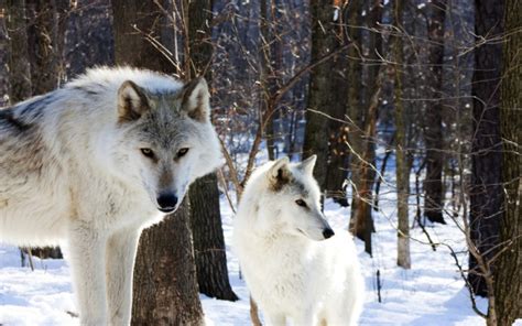 How Do Arctic Animals Survive in the Cold? | Wonderopolis