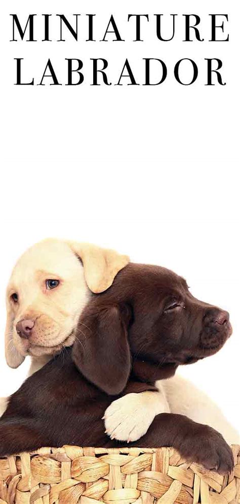 Miniature Labrador – Is This Mini Dog the Right One for You?