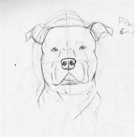 Pitbull Dog Drawing Easy Step By Step - Hadza Property