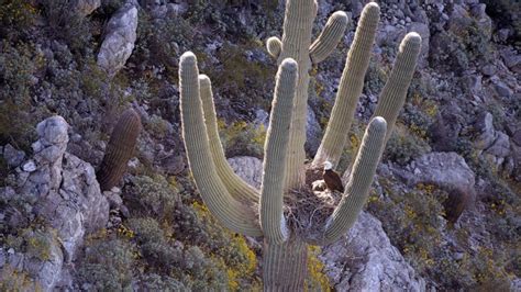 Nature in a Minute: Bald Eagle Nesting in a Cactus | Taking Flight