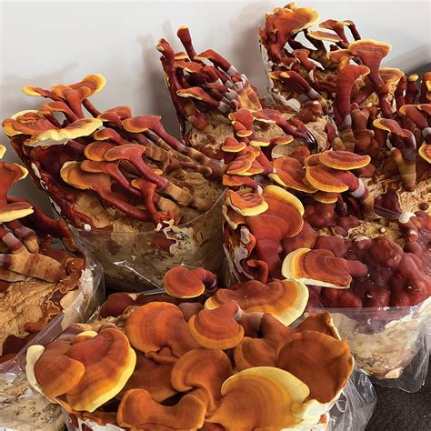 Reishi Table Top Farm Special