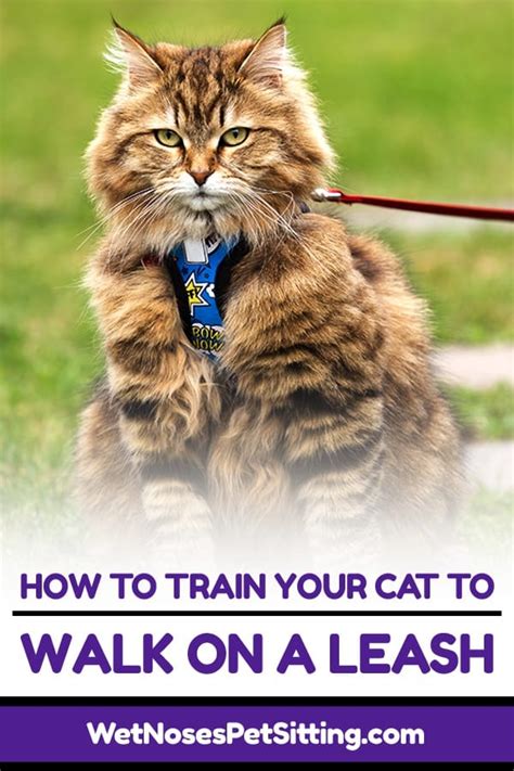 How to Train Your Cat to Walk on a Leash - National Walk Your Pet Month