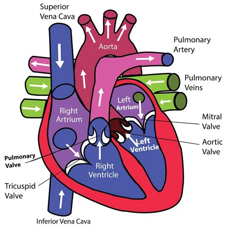 Cardiovascular System Diagram And Functions Cardiovascular S