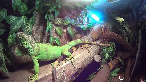 LEGWAN ZIELONY - Iguana Green & Red w Terrarium - YouTube