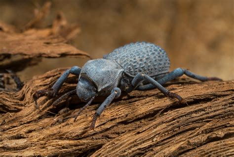 The diabolical ironclad beetle can survive being run over by a car ...