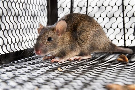 A mouse in the Cage stock image. Image of bait, metal - 73338803