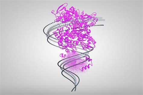 Protein Catabolism, Illustration Photograph by Ella Marus Studio - Fine Art America