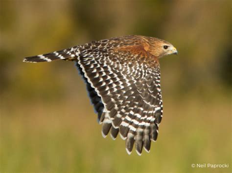 Red-shouldered Hawk Fact Sheet – HawkWatch International