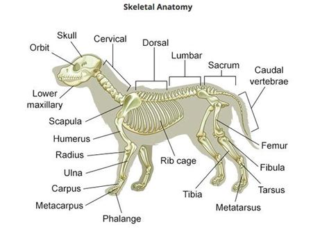 Diagram of dog skeletal system | Dog anatomy, Vet medicine, Vet assistant