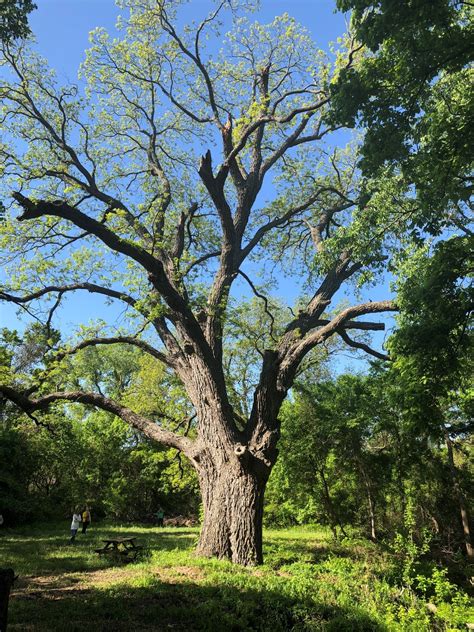 Pecan Tree | Cross Timbers Urban Forestry Council