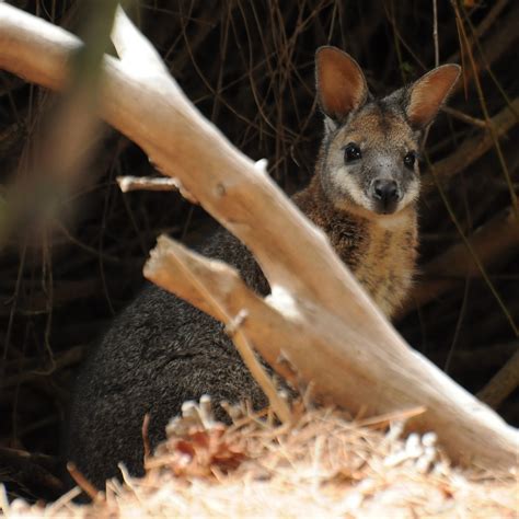 Definitive Guide To Tammar Wallaby Facts, Habitat, Conservation Status ...