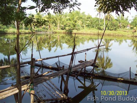 Fish Pond Buddy: How to Start A Bangus (Milkfish) Farm - Part 1