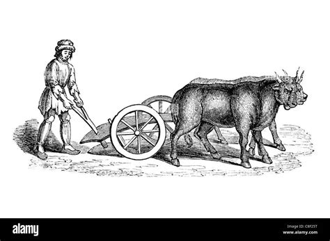 Anglo Saxon ploughing plough plow oxen tool farming cultivation soil ...