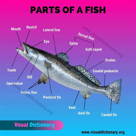 Fish Anatomy: Wonderful List of 17 External Parts of A Fish - Visual Dictionary | Visual ...