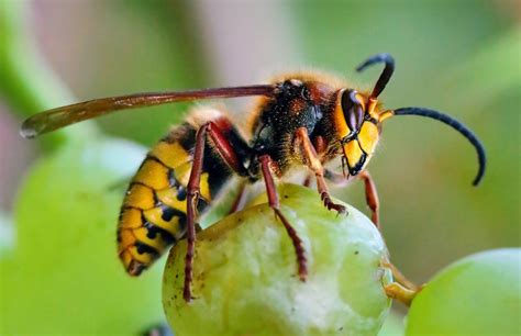 Why are hornets so successful as invasive species? - Earth.com