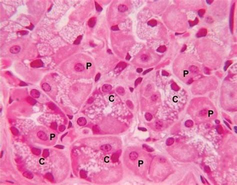 Pepsin | biochemistry | Britannica