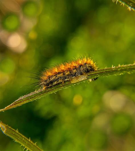 Salt marsh caterpillar stock image. Image of nature, branch - 51612531