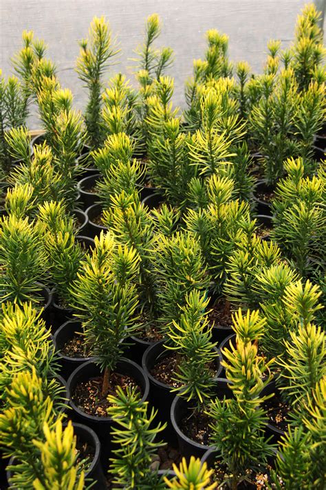 Cephalotaxus harringtonia 'Korean Gold' Plum Yew | Conifer Kingdom