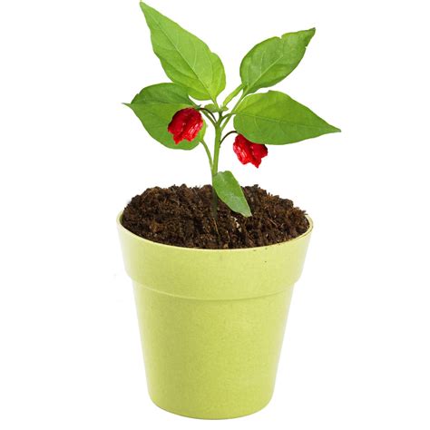 Carolina Reaper Chilli Plant | Brain Spice