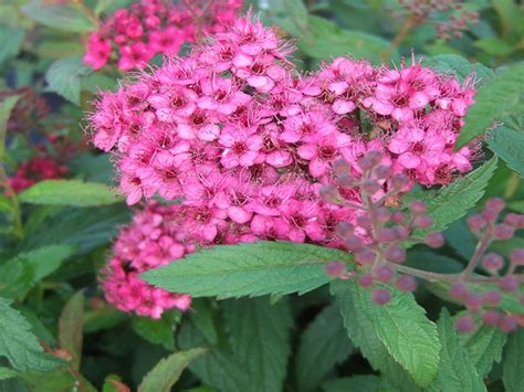 Spiraea japonica 'Anthony Waterer' - Shrubs - Plants