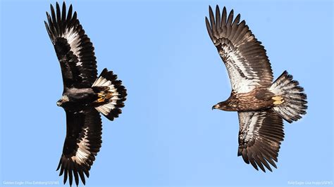 Bald Eagle or Golden Eagle - A Guide to Eagle Identification