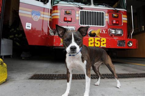 Firehouse dogs, 2011 - Photos - FDNY turns 150: Firehouse dogs | Dogs, Animals, pets, Animals